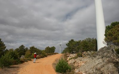 El programa de seguimiento y vigilancia ambiental en los Estudios de Impacto Ambiental