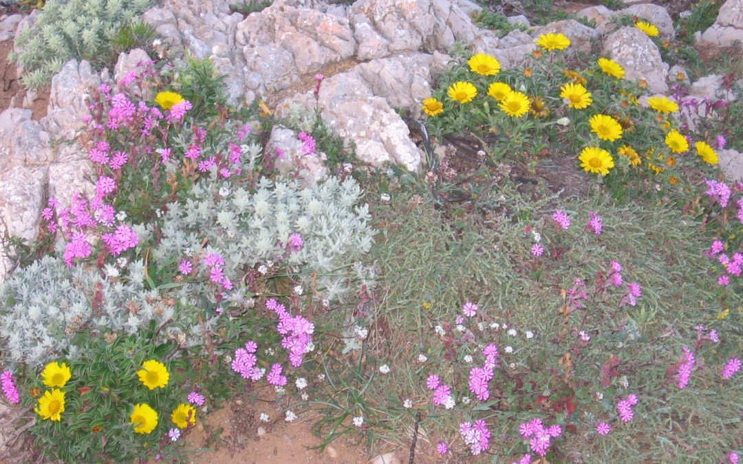 Proyectos con afecciones a la Red Natura 2000