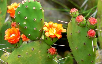 Especies Exóticas Invasoras-La Chumbera