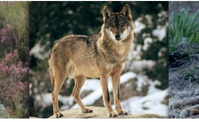 Manual de “Buenas prácticas para la observación de oso pardo, lobo y lince”