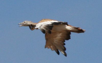 Estudios de avifauna: Cinco aspectos a considerar.