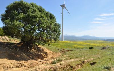 Parques eólicos: métodos de evaluación del medio terrestre para aves y quirópteros.