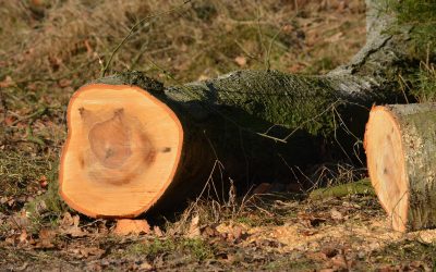 Autorización de tala de árboles en la ciudad de Madrid