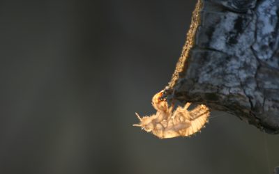 La importancia de los invertebrados en los estudios ambientales