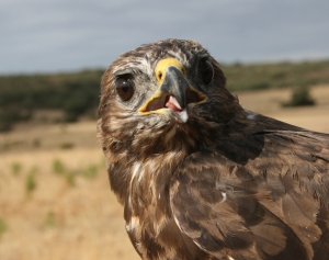 Estudio-avifauna-1-300x237