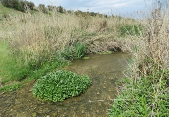 Estudio-de-flora-y-fauna-del-Arroyo-de-las-Fuentes-330x230