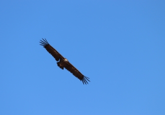 IMG_1471-330x230