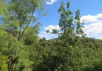IMG_7105-330x230