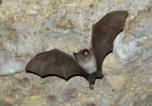 Muestreo-de-fauna-300x209