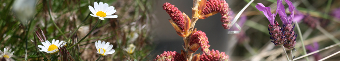 Prospecciones_botanicas